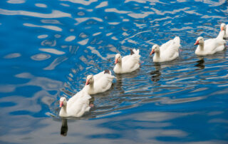 White ducks swimming in a line