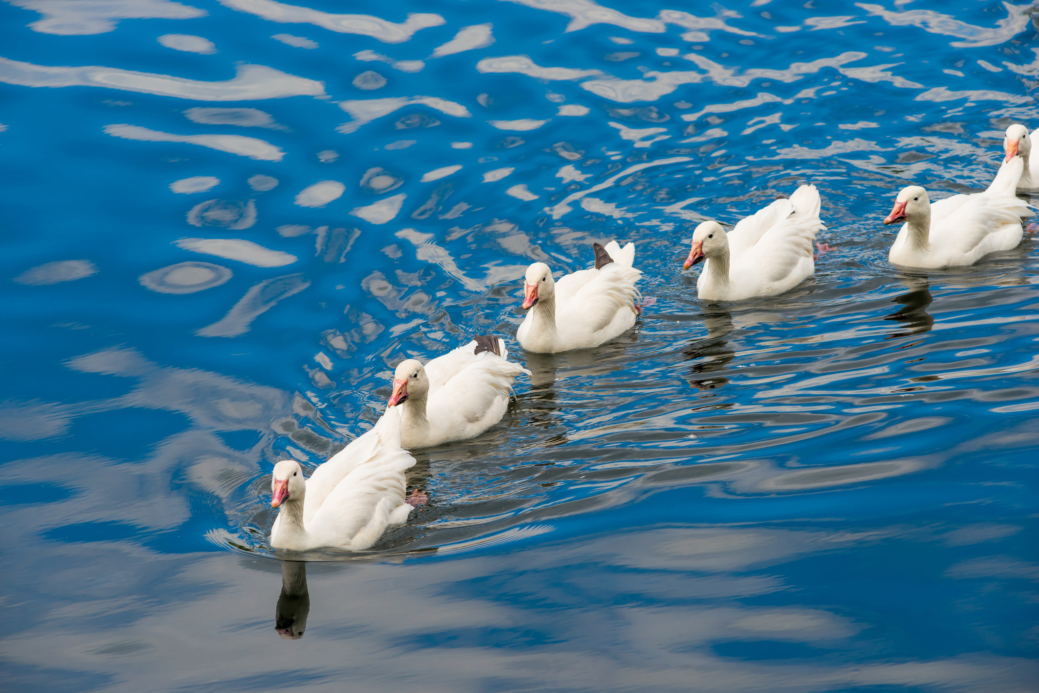 White ducks swimming in a line