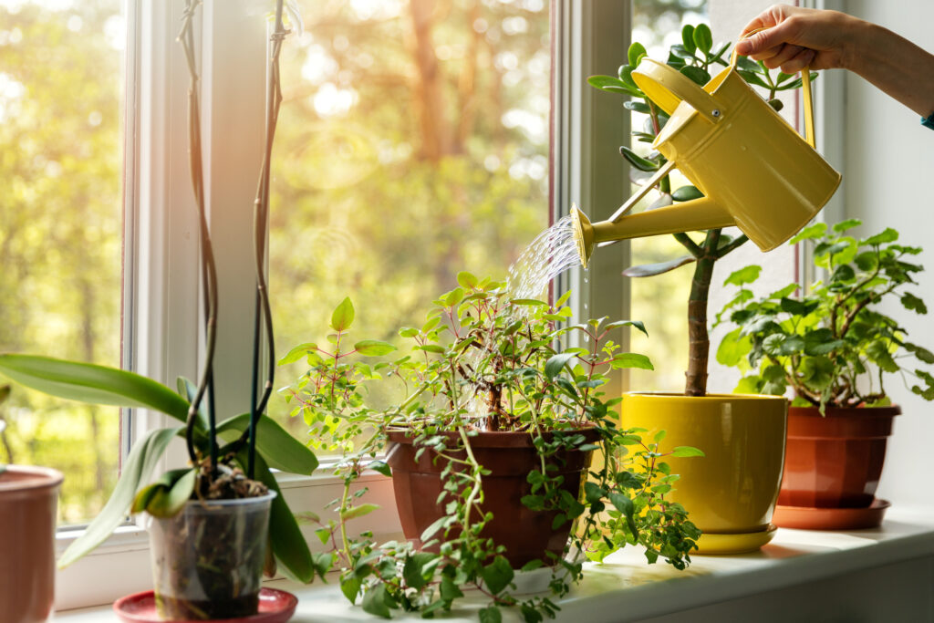 hand with water can watering indoor plants on windowsill Tailored solutions